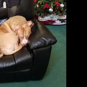 Meet your Posher, Frances